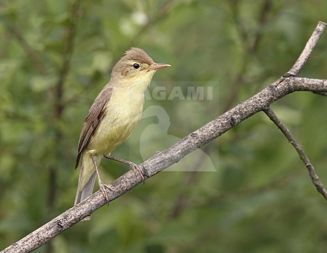 Territoriaal Manntje Orpheusspotvogel zittend op tak. Territorial Male Melodious Warbler sitting on branch stock-image by Agami/Ran Schols,