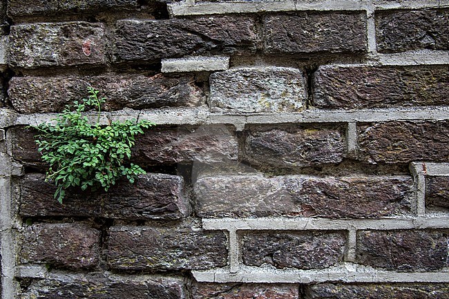 Wall-rue, Asplenium ruta-muraria stock-image by Agami/Wil Leurs,