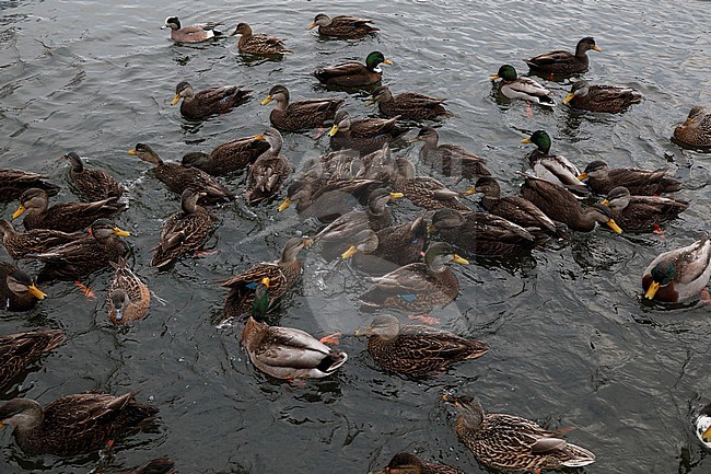 Groep Amerikaanse Zwarte Eenden tijdens de winter; Group of American Black Ducks (Anas rubripes) during winter stock-image by Agami/Chris van Rijswijk,