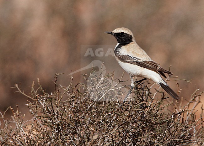 Mannetje Woestijntapuit zittend in struikje; Male Desert Wheatear perched in top of scrub stock-image by Agami/Markus Varesvuo,