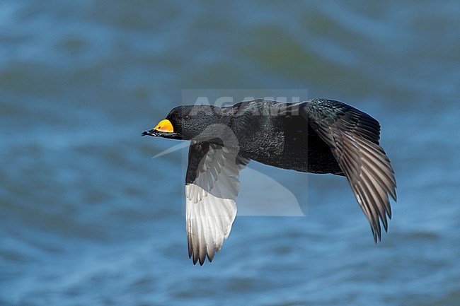 Adult male Black Scoter (Melanitta americana) in flight over Atlantic Ocean, Ocean County, New Jersey, USA. stock-image by Agami/Brian E Small,