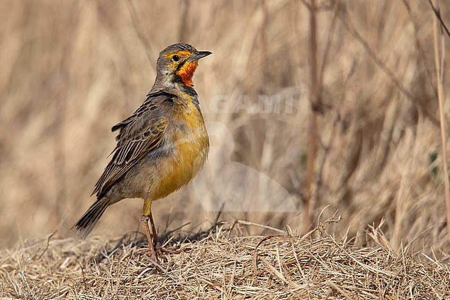 Cape Longclaw (Macronyx capensis colletti) at Marievale Nature Reserve, South Africa.  Also known as Orange-throated Longclaw. stock-image by Agami/Tom Friedel,