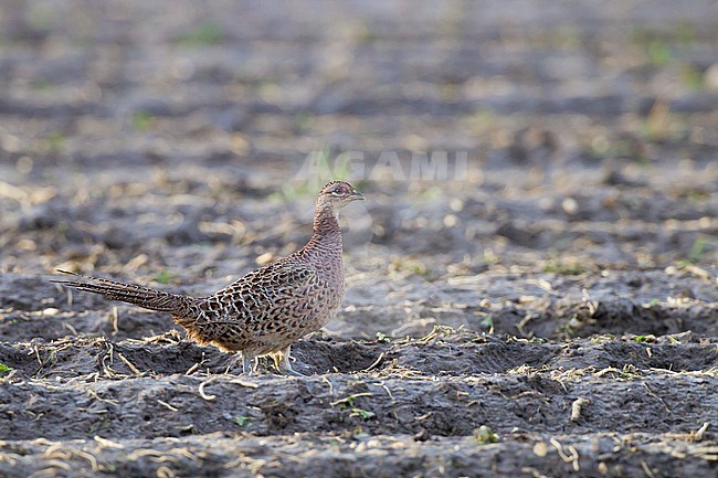 Common Pheasant, Phasianus colchicus female on a plowed field side view walking stock-image by Agami/Menno van Duijn,