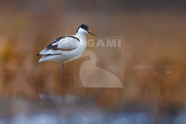 Adult Pied Avocet (Recurvirostra avosetta) in Italy. stock-image by Agami/Daniele Occhiato,