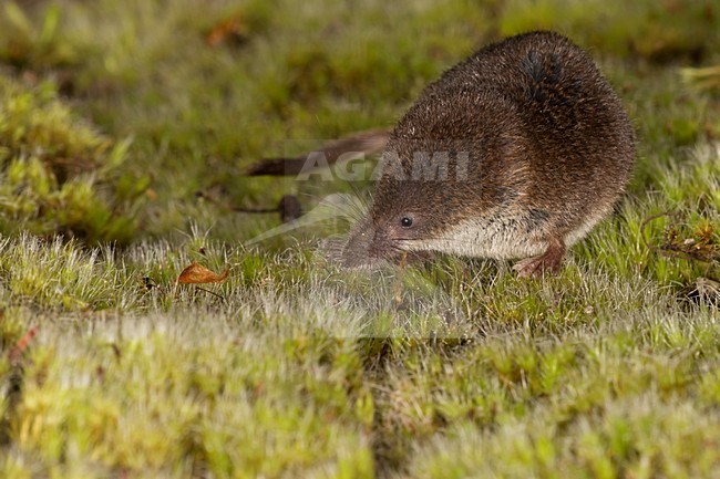 Dwergspitsmuis foeragerend in de vegetatie, Pygmy Shrew foeraging in the vegetation stock-image by Agami/Theo Douma,