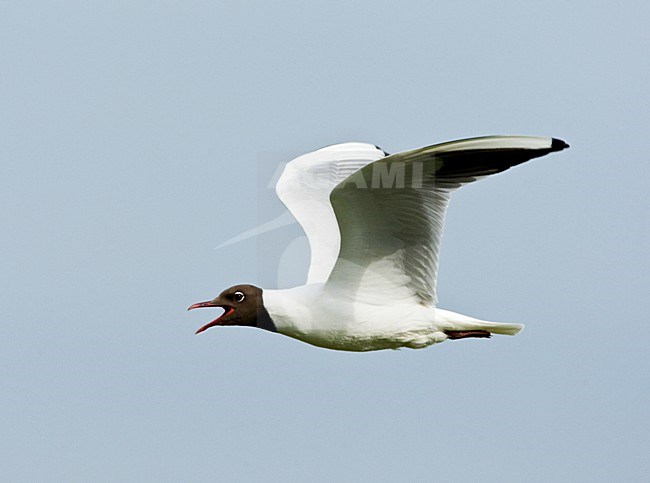 Kokmeeuw volwassen broedkleed vliegend en roepend; Black-headed Gull adult summerplumage flying and calling stock-image by Agami/Roy de Haas,