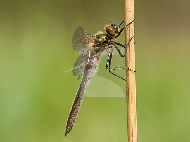 Vers vrouwtje Smaragdlibel, Immature female Cordulia aenea stock-image by Agami/Wil Leurs,