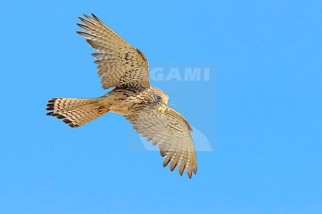 Lesser Kestrel (Falco naumanni), adult female in flight seen from below stock-image by Agami/Saverio Gatto,