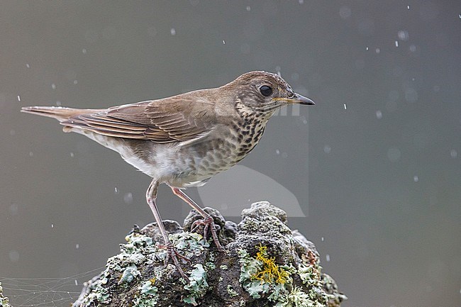 Grijswangdwerglijster, Grey-cheeked Thrush; Catharus minimus stock-image by Agami/Daniele Occhiato,