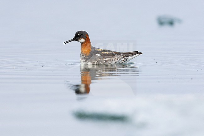 Red-necked Phalarope (Phalaropus lobatus), side view of an adult female swimming in the water, Northeastern Region, Iceland stock-image by Agami/Saverio Gatto,