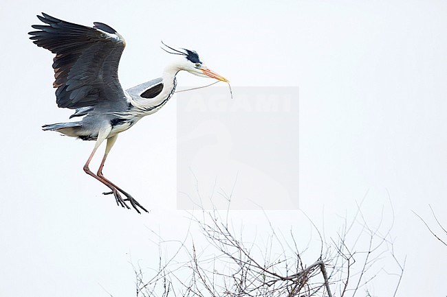 Grey Heron (Ardea cinerea) landing on it's nest stock-image by Agami/Ralph Martin,