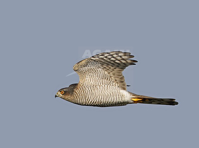 Sperwer in vlucht; Sparrowhawk in flight stock-image by Agami/Markus Varesvuo,