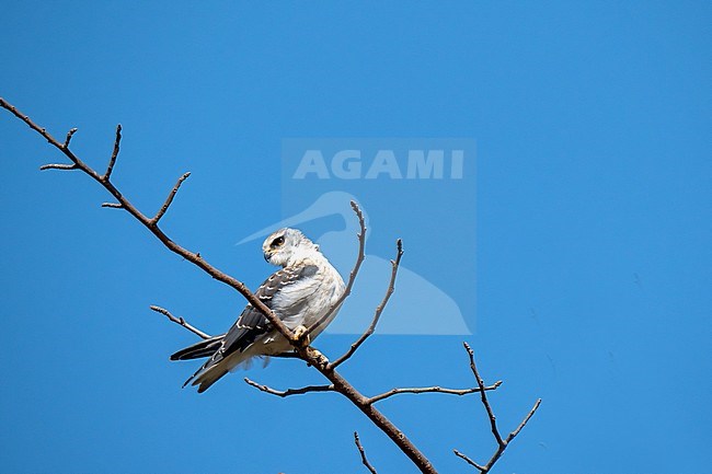 Immature Black-winged Kite (Elanus caeruleus) perched stock-image by Agami/Hans Germeraad,