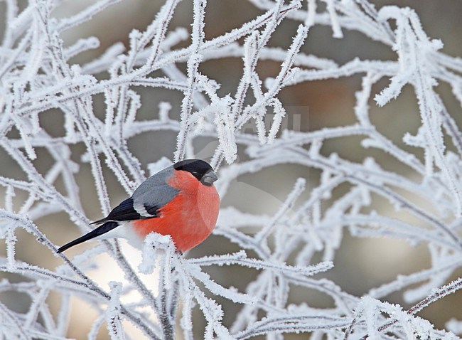 Man Goudvink zittend op een tak met sneeuw; male Bullfinch perched on a branch with snow stock-image by Agami/Markus Varesvuo,