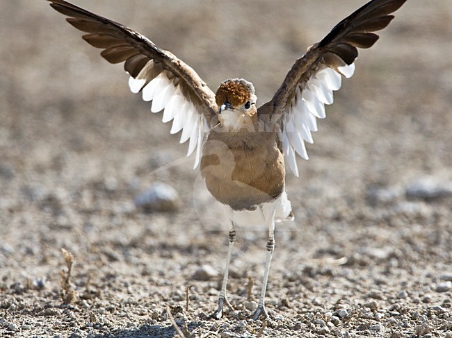 Rosse Renvogel met gestrekte vleugels, Burchell's Courser with stretched wings stock-image by Agami/Wil Leurs,