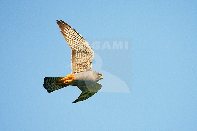 Roodpootvalk, Red-Footed Falcon, Falco vespertinus stock-image by Agami/Jari Peltomäki,