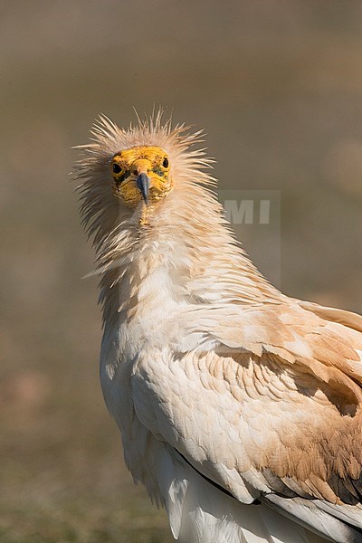 Egyptian Vulture (Neophron percnopterus) in Extremadura, Spain. stock-image by Agami/Marc Guyt,