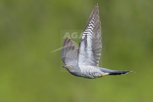 Common Cuckoo (Cuculus canorus) in Italy. stock-image by Agami/Daniele Occhiato,