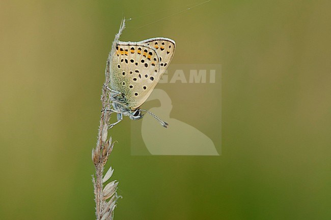 Bruine vuurvlinder / Sooty Copper (Lycaena tityrus) stock-image by Agami/Wil Leurs,