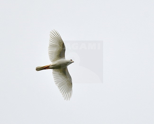 White phase Variable Goshawk (Accipiter hiogaster) flying overhead on the Indonesia island Waigeo off West Papua. stock-image by Agami/Laurens Steijn,