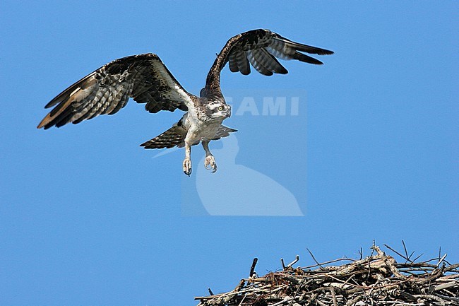 Adult American Osprey, Pandion haliaetus carolinensis
Pinellas Co., FL stock-image by Agami/Brian E Small,