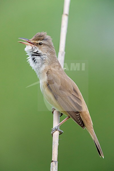 Great Reed Warbler (Acrocephalus arundinaceus), side view of an adult singing from a reed, Campania, Italy stock-image by Agami/Saverio Gatto,