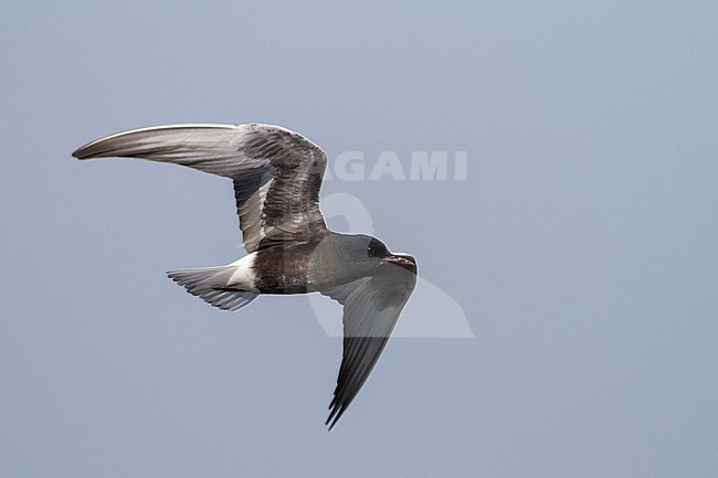 Witvleugelstern; White-winged Tern; Chlydonia leucopterus Poland, adult stock-image by Agami/Ralph Martin,