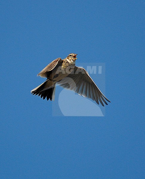 Eurasian Skylark (Alauda arvensis) in display flight, singing its heart out stock-image by Agami/Rene Pop ,