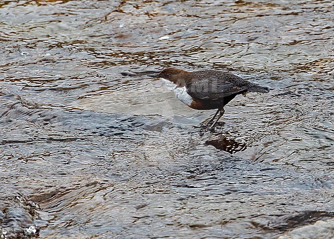 White-throated Dipper (Cinclus cinclus gularis) British subspecies/race standing on a rock in fast-flowing river stock-image by Agami/Andy & Gill Swash ,