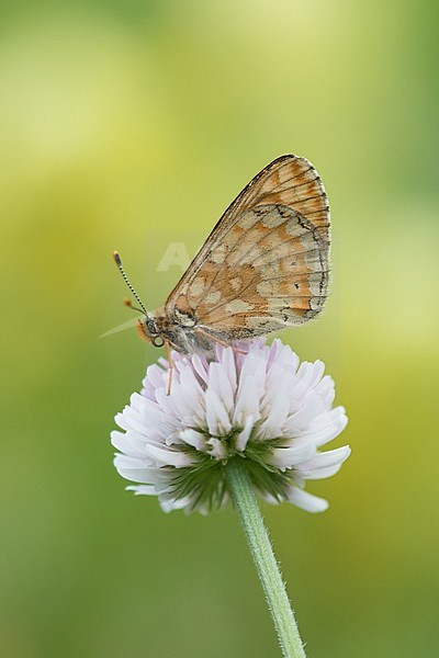 Marsh Fritillary resting on small plant in Mercantour in France. stock-image by Agami/Iolente Navarro,