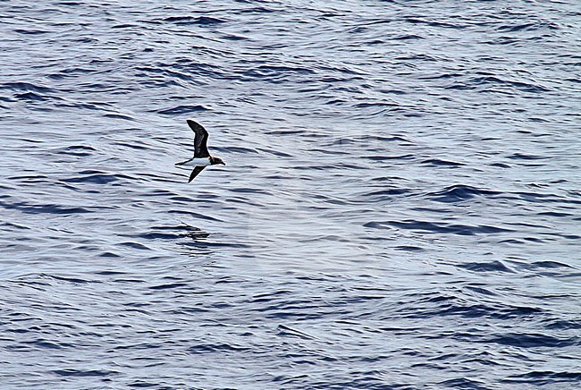 Beck's Petrel (Pseudobulweria becki) at sea in Pacific Ocean near New Ireland island. stock-image by Agami/Pete Morris,