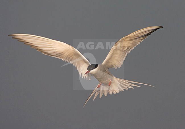 Flying Common Tern; Vliegende Visdief stock-image by Agami/Marc Guyt,