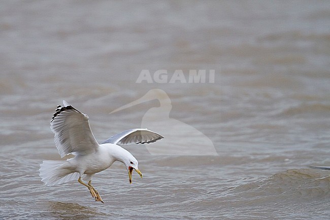 Caspian Gull - Steppenmöwe - Larus cachinnans, Germany, adult stock-image by Agami/Ralph Martin,