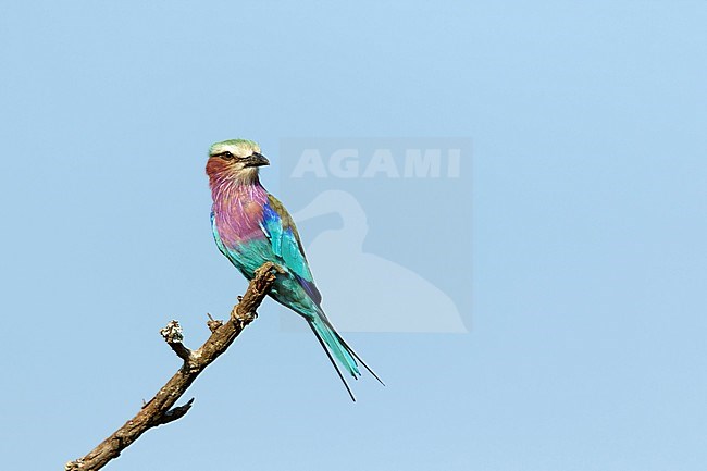 Vorkstaartscharrelaar, Lilac-breasted Roller, stock-image by Agami/Walter Soestbergen,