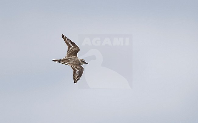 Kentish Plover, Charadrius alexandrinus, in flight at Rømø, Denmark stock-image by Agami/Helge Sorensen,