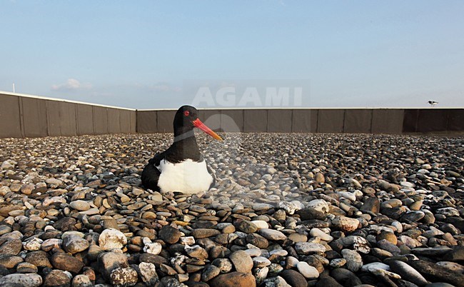 Scholekster broedend op grinddak, 
Oystercatchers breeding on roof from houses stock-image by Agami/Jacques van der Neut,