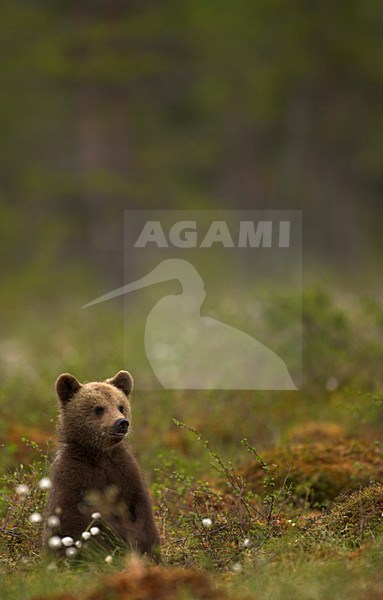 Jonge Bruine Beer, Brown Bear cub stock-image by Agami/Danny Green,