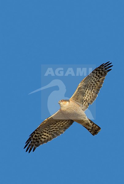 Sperwer in vlucht; Sparrowhawk in flight stock-image by Agami/Markus Varesvuo,