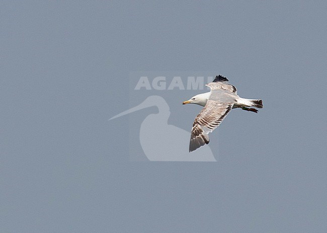 Second-summer Caspian Gull (Larus cachinnans) in flight in the Netherlands, showing upper wing. stock-image by Agami/Edwin Winkel,