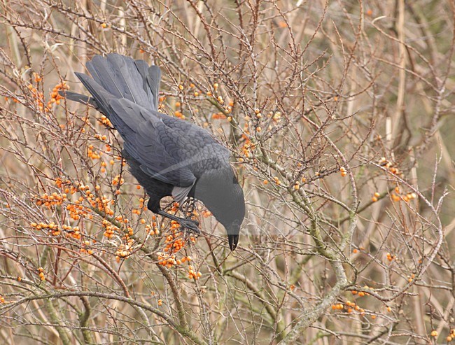 Zwarte Kraai etend in struik met bessen; Carrion Crow eating in bush with berries stock-image by Agami/Reint Jakob Schut,