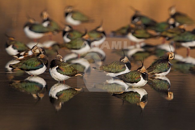 Kievit, Northern Lapwing; Vanellus vanellus stock-image by Agami/Daniele Occhiato,