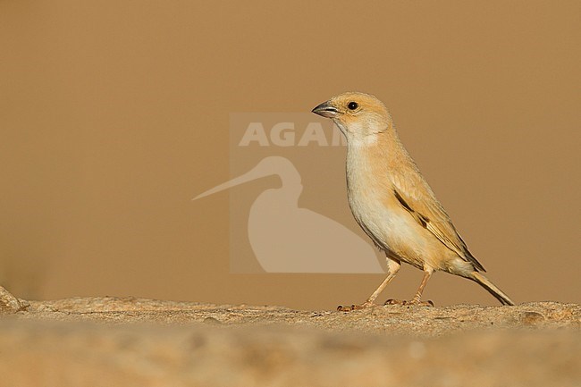 Desert Sparrow - WÃ¼stensperling - Passer simplex ssp. saharae, summer plumage female, Morocco stock-image by Agami/Ralph Martin,