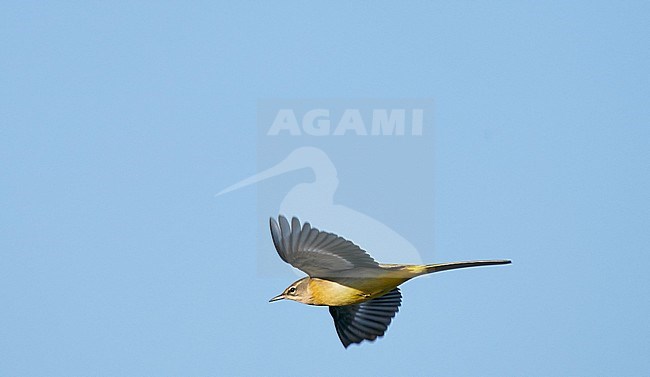 Migrating Grey Wagtail (Motacilla cinerea) in the Netherlands. stock-image by Agami/Ran Schols,