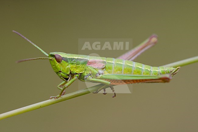 Kleine gouden sprinkhaan; Small gold grasshopper stock-image by Agami/Arnold Meijer,