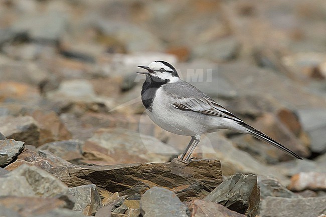 Adult male East Siberian Wagtail (Motacilla ocularis) in breeding plumage. Standing on the ground in Seward Peninsula, Alaska, United States. stock-image by Agami/Brian E Small,