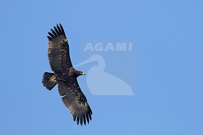 Greater Spotted Eagle - Schelladler - Aquila clanga, Oman, 2nd cy stock-image by Agami/Ralph Martin,