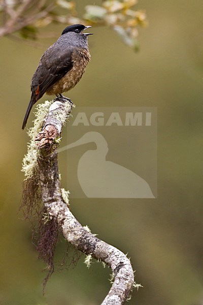 Zingende Sclater-cotinga, Bay-vented Cotinga singing stock-image by Agami/Dubi Shapiro,