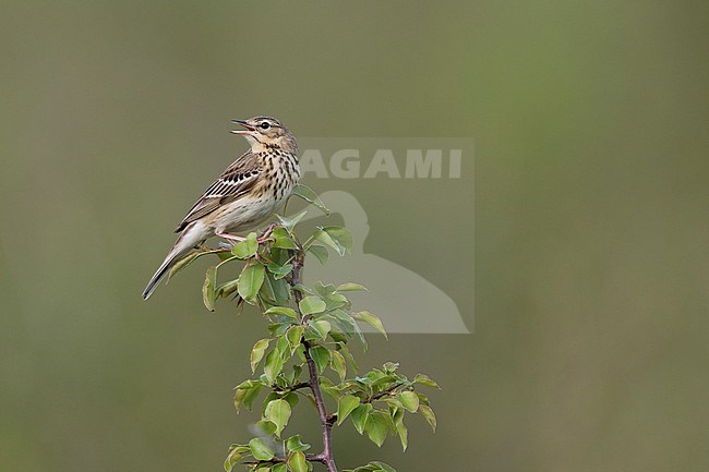 Tree Pipit - Baumpieper - Anthus trivialis ssp. trivialis, Germany stock-image by Agami/Ralph Martin,