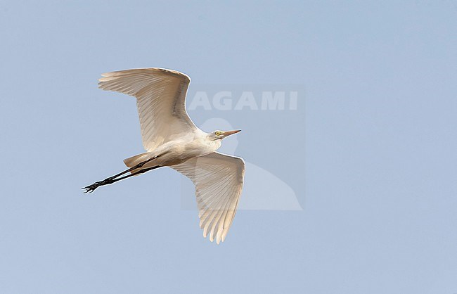 Intermediate Egret (Ardea intermedia brachyrhyncha) in The Gambia. Also known as Yellow-billed Egret. stock-image by Agami/Marc Guyt,