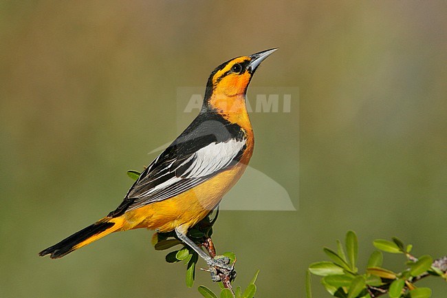 Adult male
Kern Co., CA
May 2007 stock-image by Agami/Brian E Small,